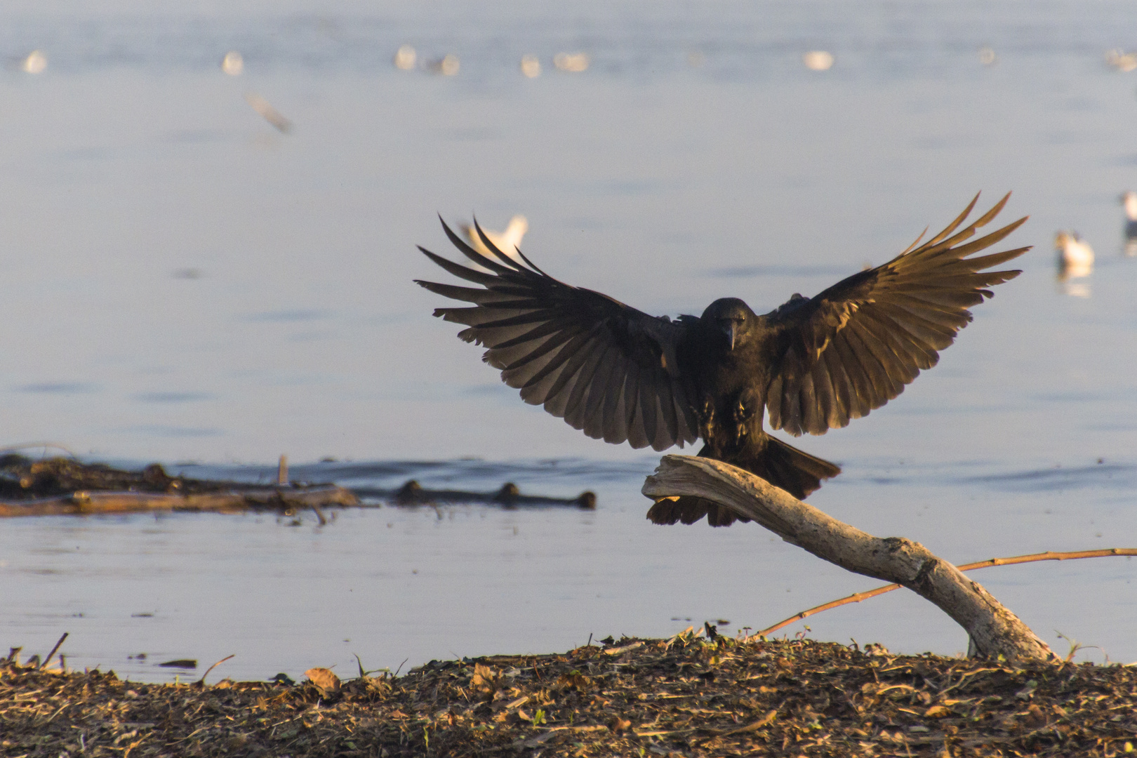 Ich wollte eigentlich ein Adler werden