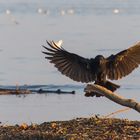 Ich wollte eigentlich ein Adler werden