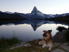 "Ich wollte Hundekuchen, keine Toblerone!"