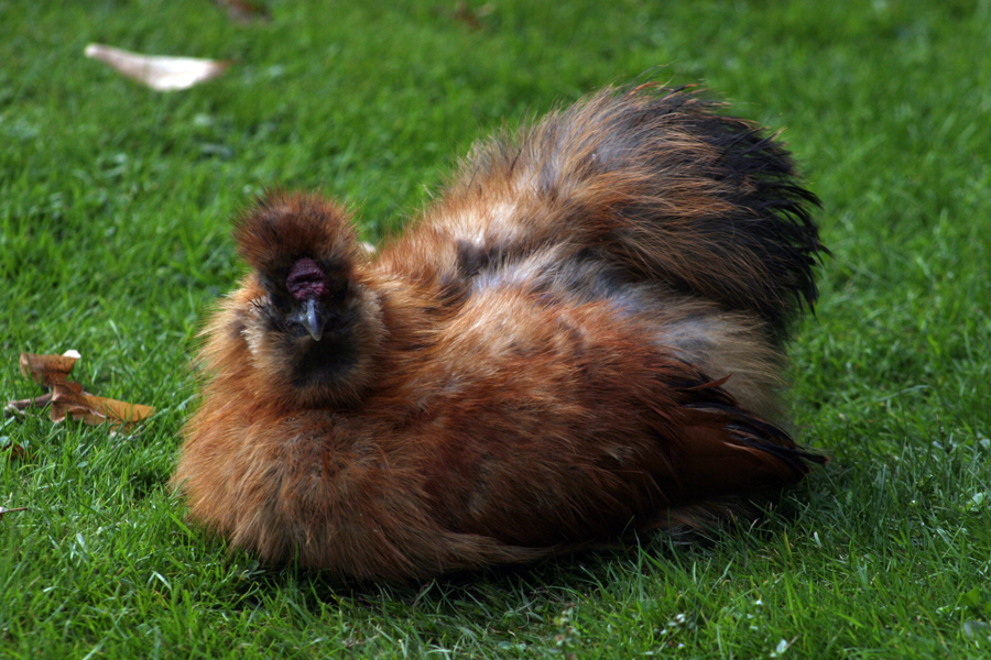 Ich wollte ich wäre ein Huhn und hätte nicht viel zu tun