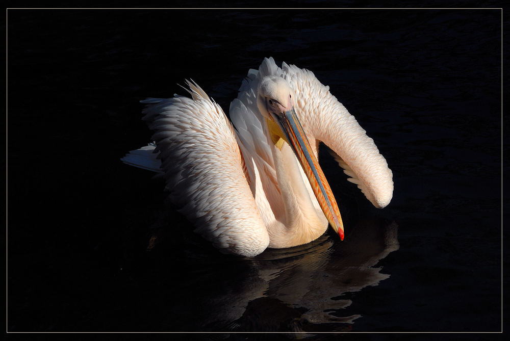 Ich wollte ich wäre ein Schwan