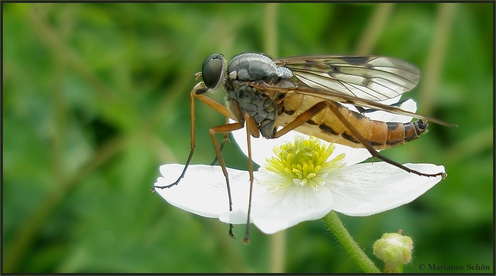 Ich wollte mir die Schnepfenfliege...