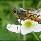 Ich wollte mir die Schnepfenfliege...