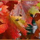 Ich wünsch Euch ein wunderschönes Herbstwochenende !