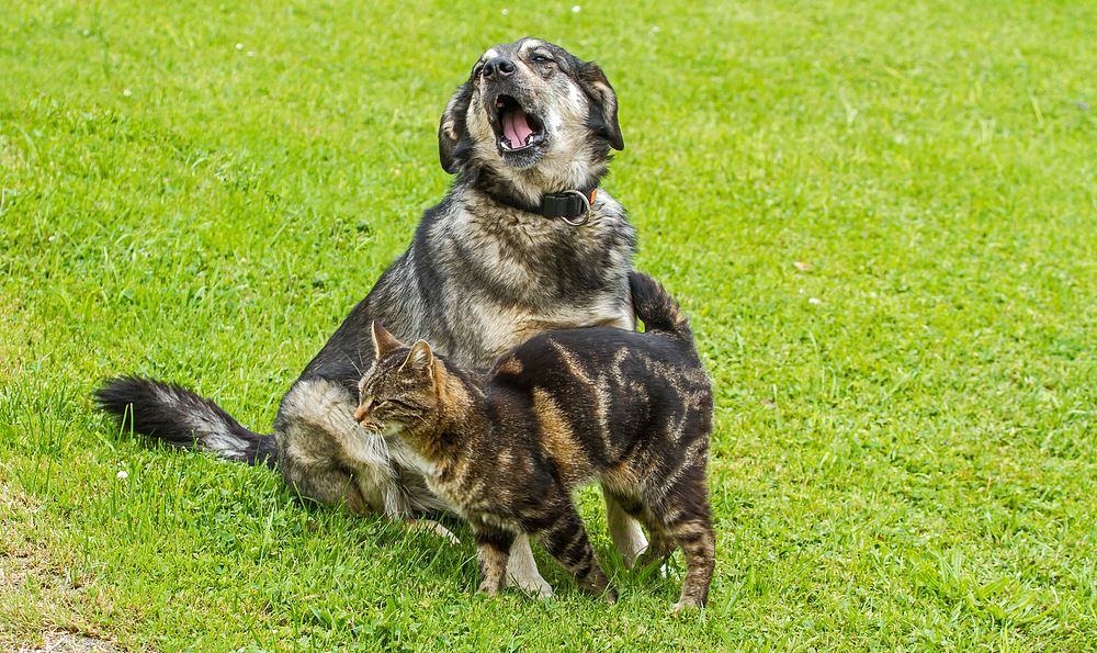 "Ich wünsch mir eine kleine Mietzekatze ......"