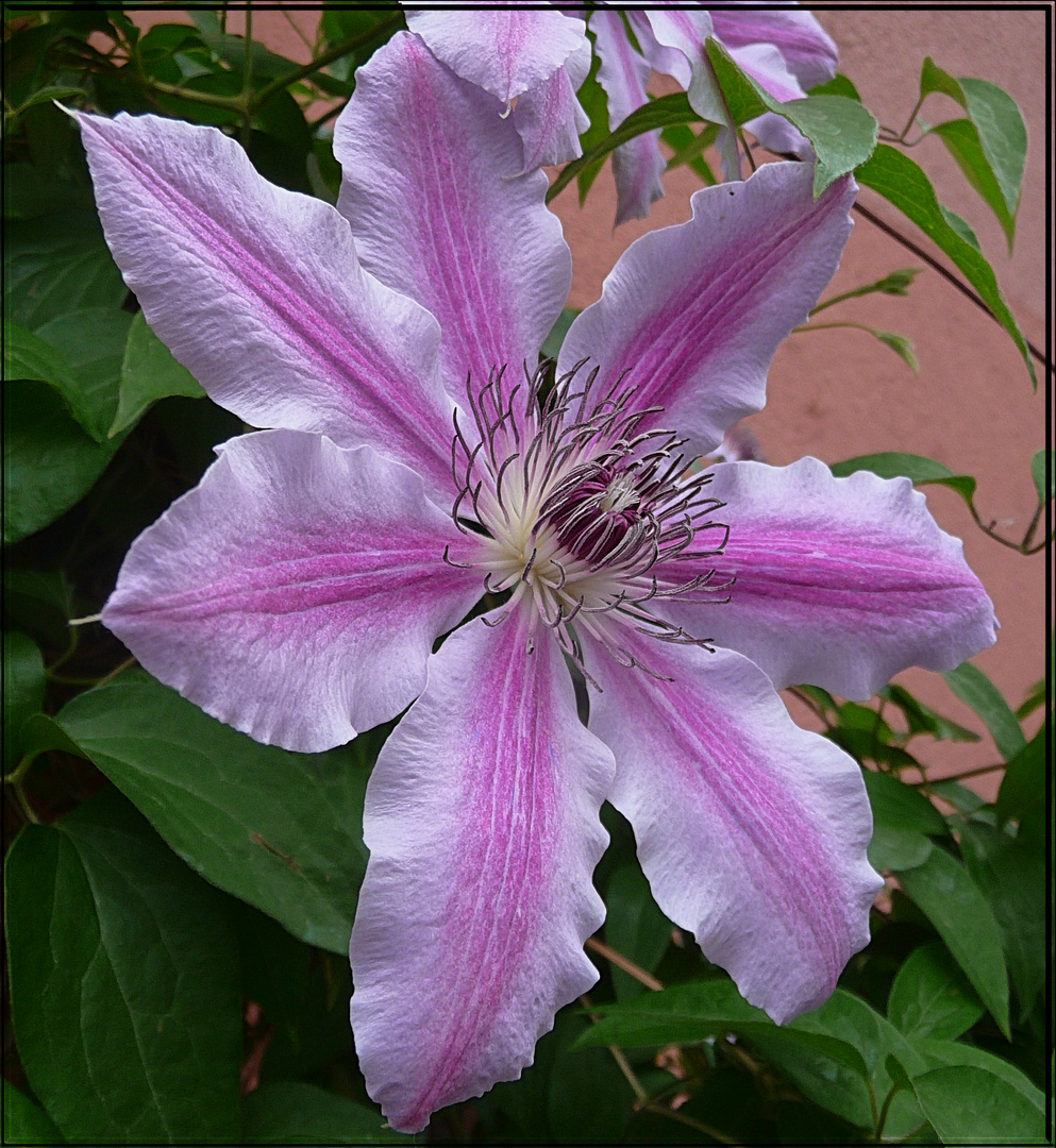 Ich Wunsche Allen Ein Schones Wochenende Foto Bild Pflanzen Bluten Garten Bilder Auf Fotocommunity