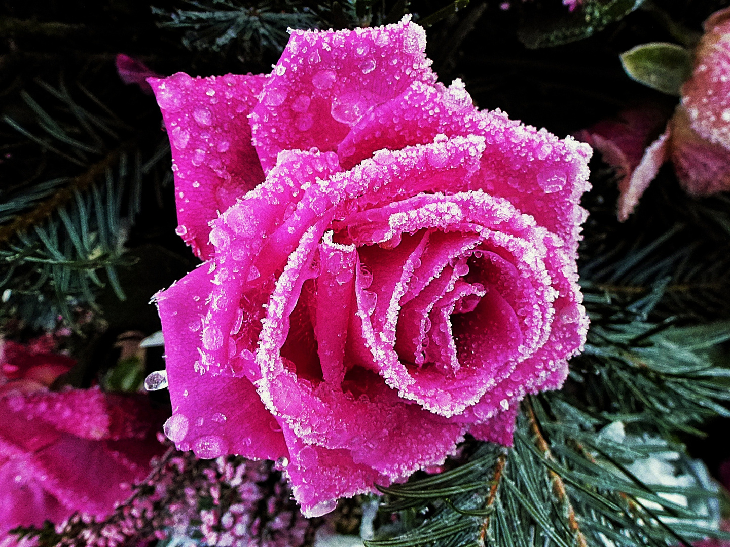 Ich wünsche allen fröhliche Weihnachten Foto &amp; Bild | pflanzen, pilze