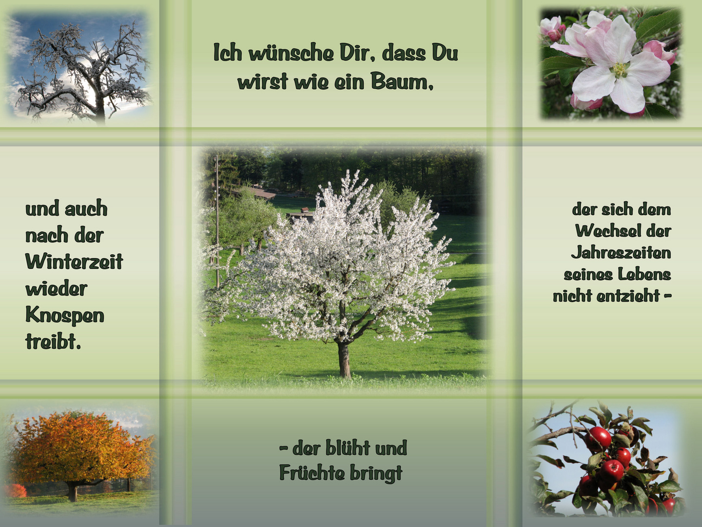 Ich wünsche Dir, dass Du wirst wie ein Baum