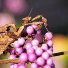 Ich wünsche eine schöne neue Woche …