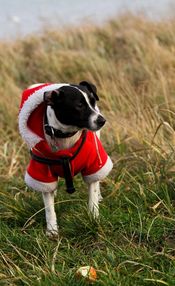 "Ich wünsche eine schöne Weihnachtszeit, wuff!"