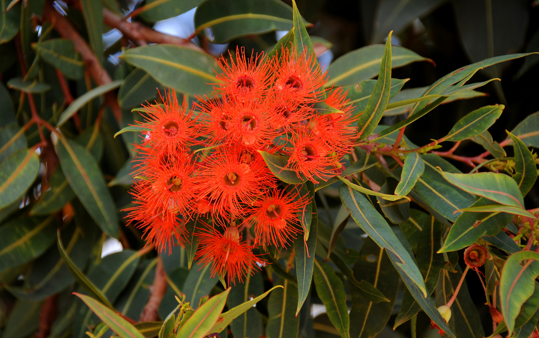Ich wünsche euch allen ein besinnliches Weihnachtsfest! Foto & Bild