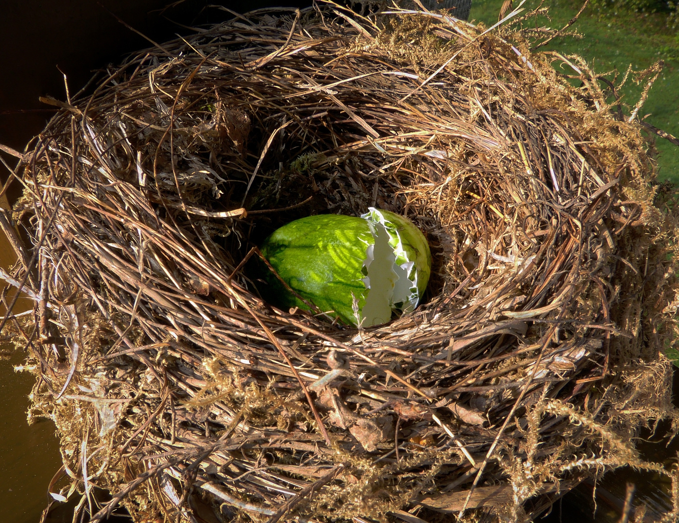 Ich wünsche Euch allen ein FROHES OSTERFEST und viele Eier im Nest!