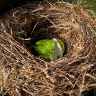 Ich wünsche Euch allen ein FROHES OSTERFEST und viele Eier im Nest!