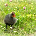 Ich wünsche Euch allen Fröhliche Ostern!