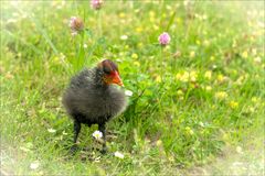 Ich wünsche Euch allen Fröhliche Ostern!