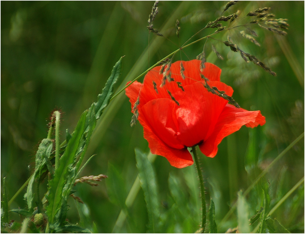 Ich wünsche euch ein schönes Wochenende Foto & Bild pflanzen, pilze
