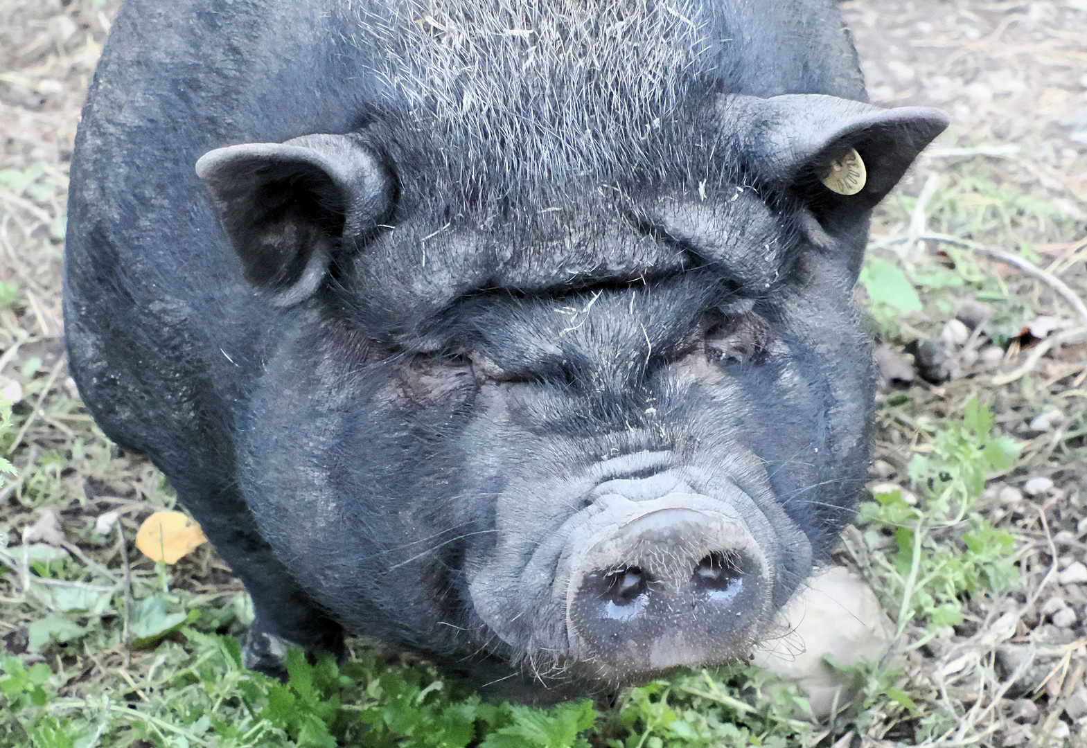 Ich wünsche euch einen Schweinemässig guten Tag …