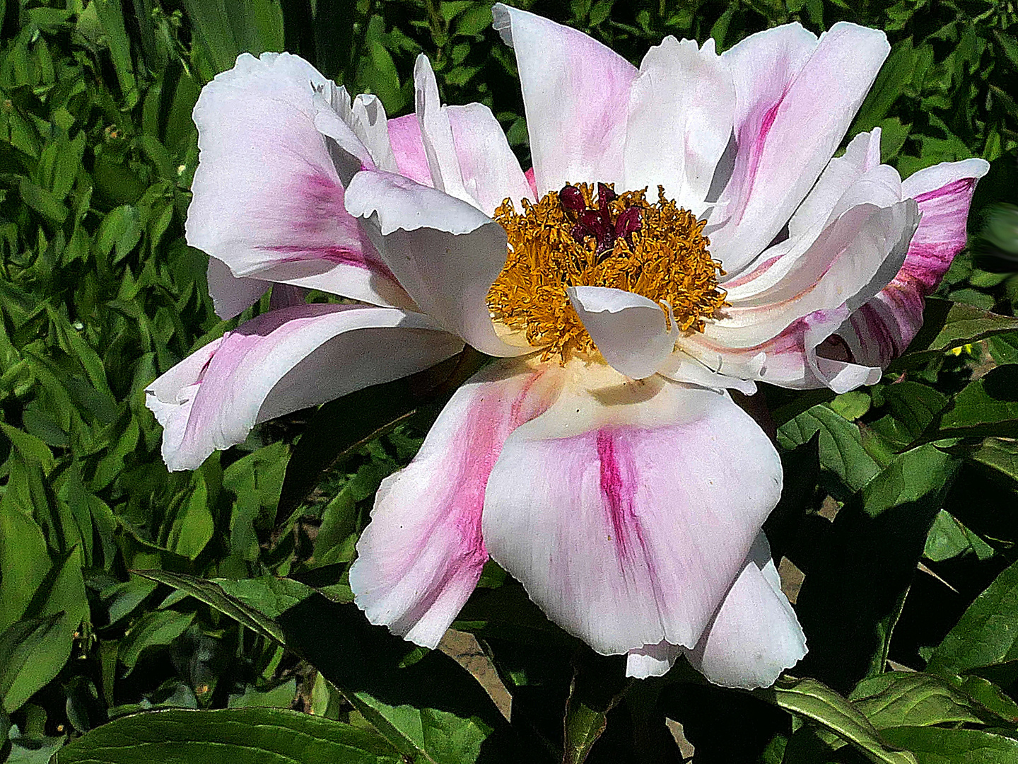 ich wünsche Euch schöne Pfingsttage Foto & Bild natur, blüte