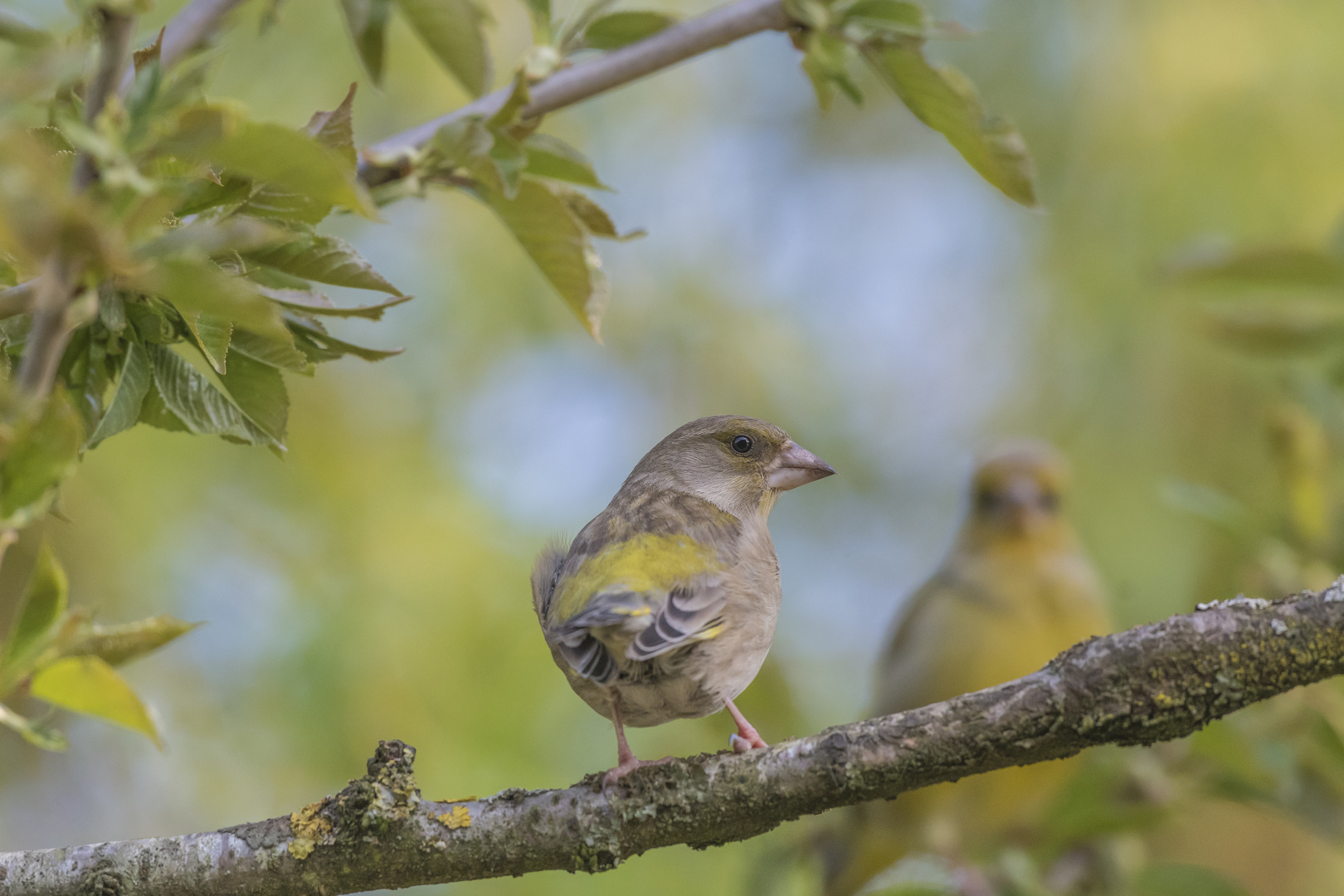 ich wünsche euch trotz allem schöne Ostern