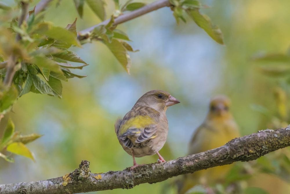 ich wünsche euch trotz allem schöne Ostern