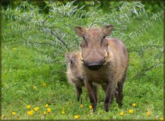 Ich wünsche Euch viel (Glücks-)Schwein für 2007!