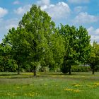 Ich wünsche mir den Frühling her