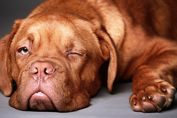 Ich wünsche mir einen Hund