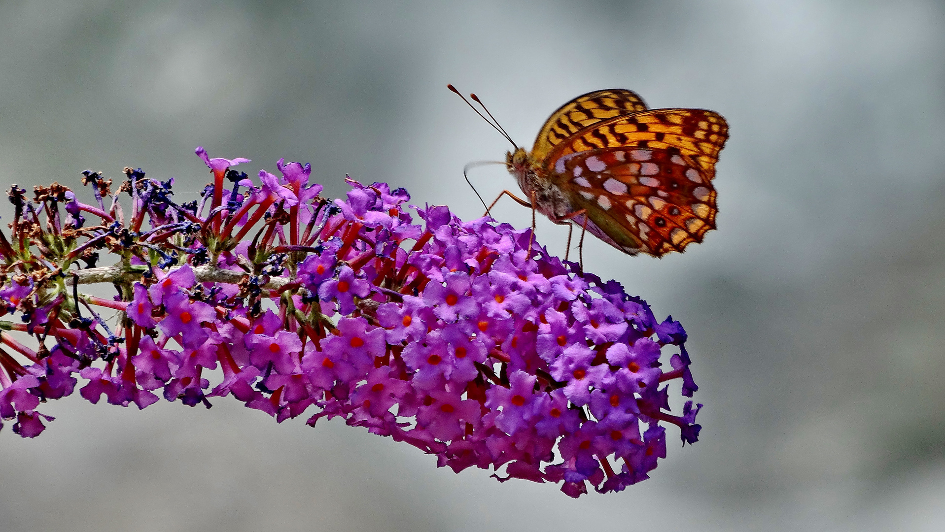 Ich wünschen Euch alle ein schön und gesund Wochenende so wie diese Schmetterling.Bernardo