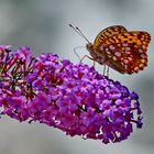 Ich wünschen Euch alle ein schön und gesund Wochenende so wie diese Schmetterling.Bernardo