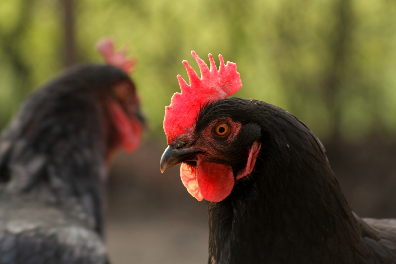 Ich wünscht ich währ ein Huhn...