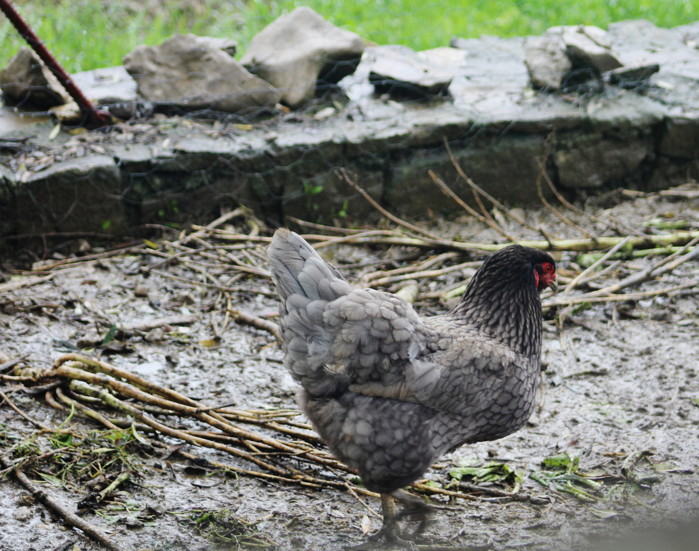 ich wünscht ich wär ein Huhn...da hätt ich nicht viel zu tun 