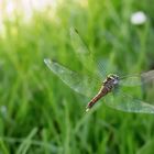 Ich würde auch so gerne Fliegen können :-)