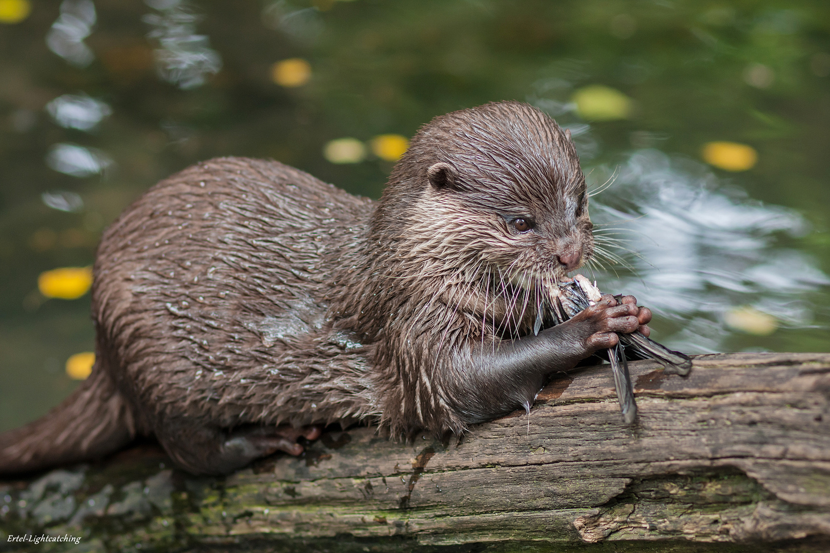 Ich würde ihn Vogelotter nennen, aber er heißt nun mal Fischotter...