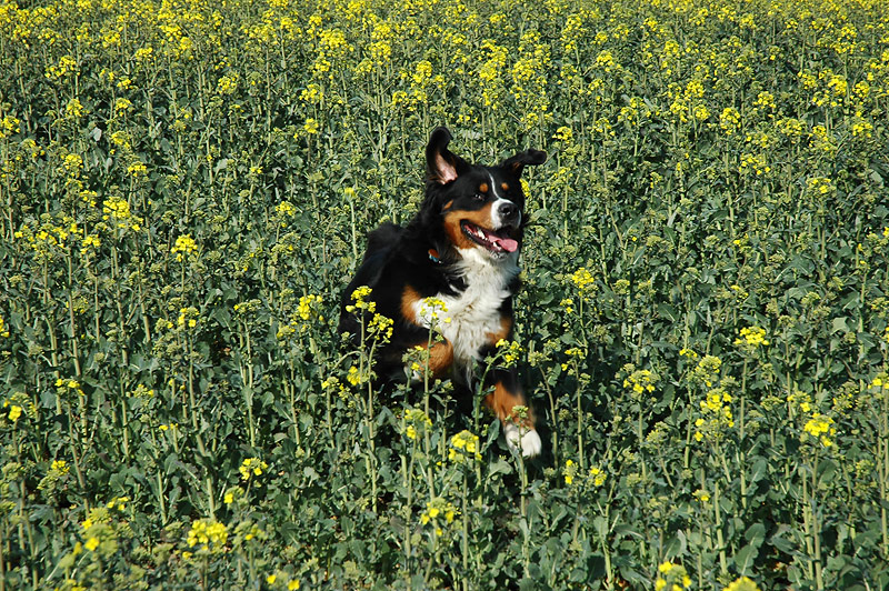 Ich wurde gerufen ?