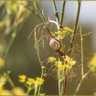 ich wurde zur Schnecke gemacht:-)