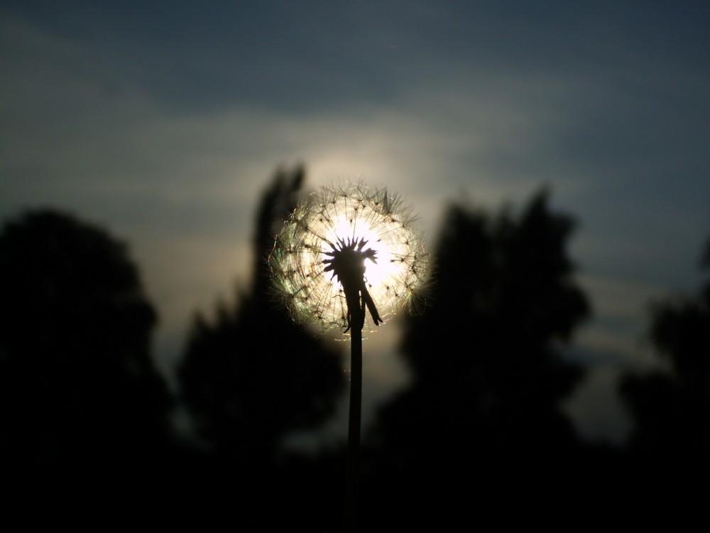 Ich wusste gar nicht, dass Pusteblumen leuchten?!?!?