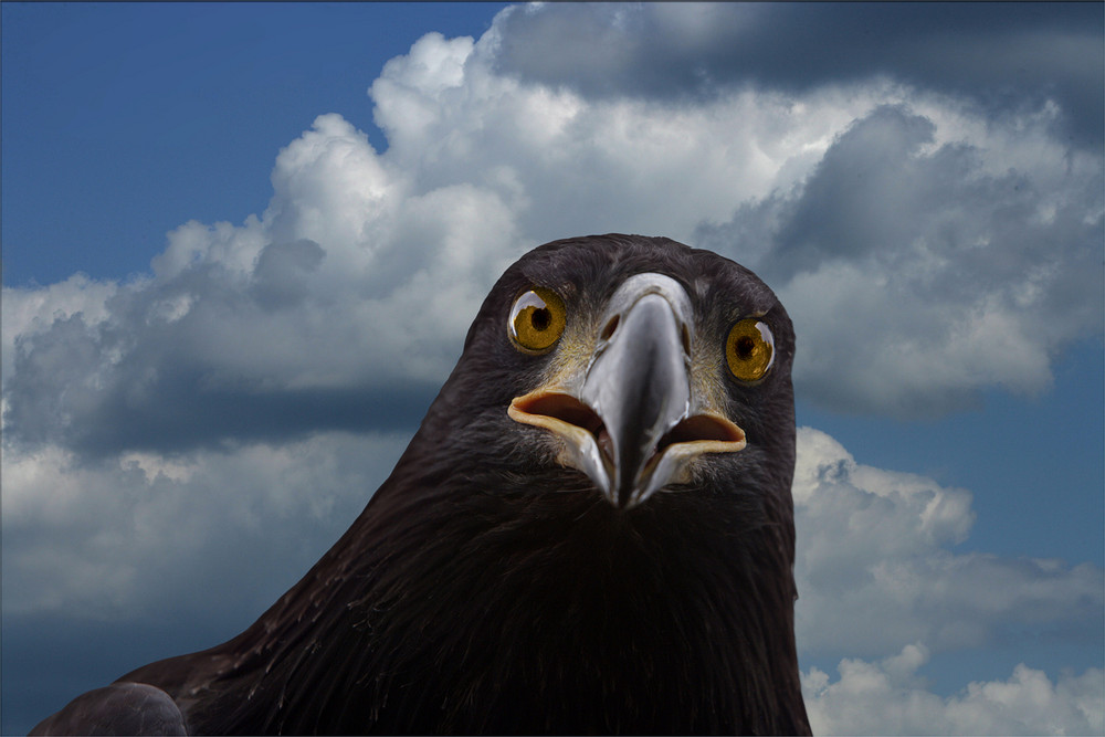 Ich zeig' Dir mal 'nen Vogel!