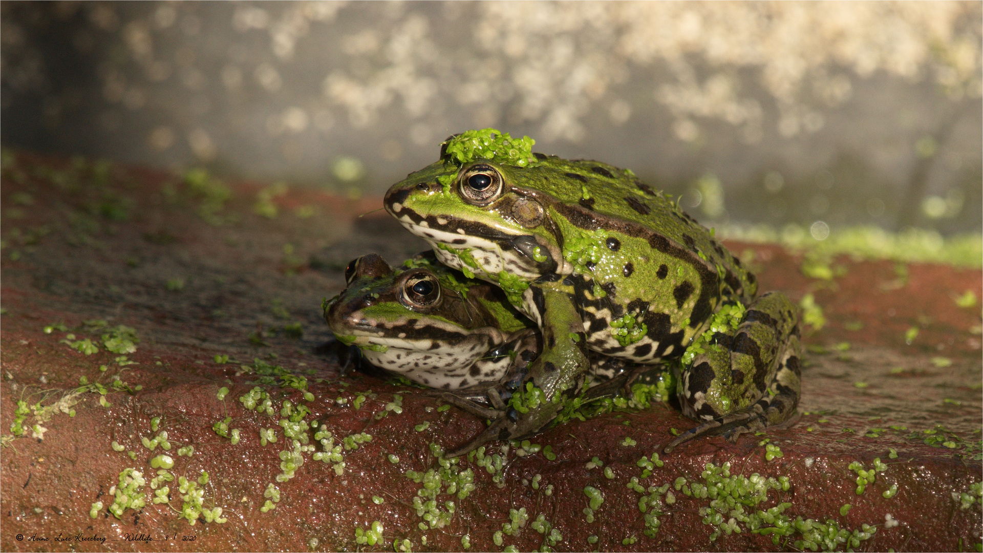 ich zeig dir mal wo der Frosch die Locken hat .. ! 