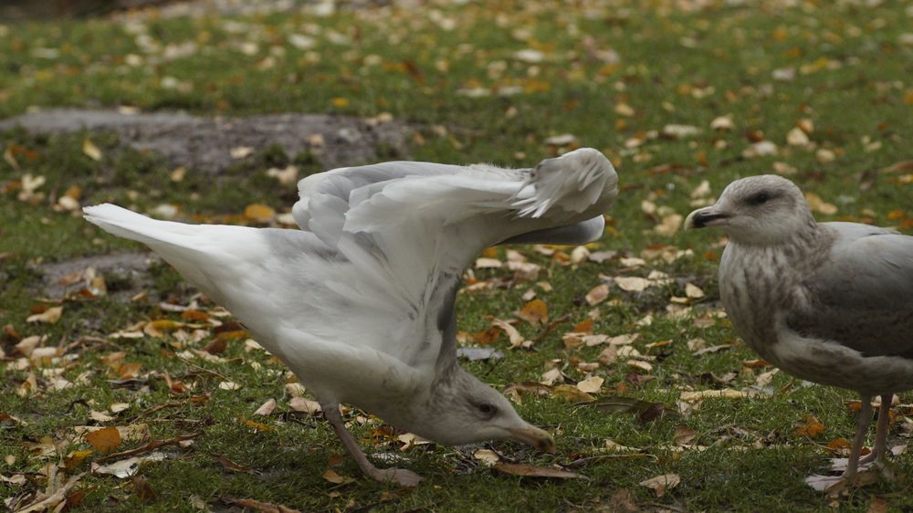 Ich zeig mal Flügel kleines