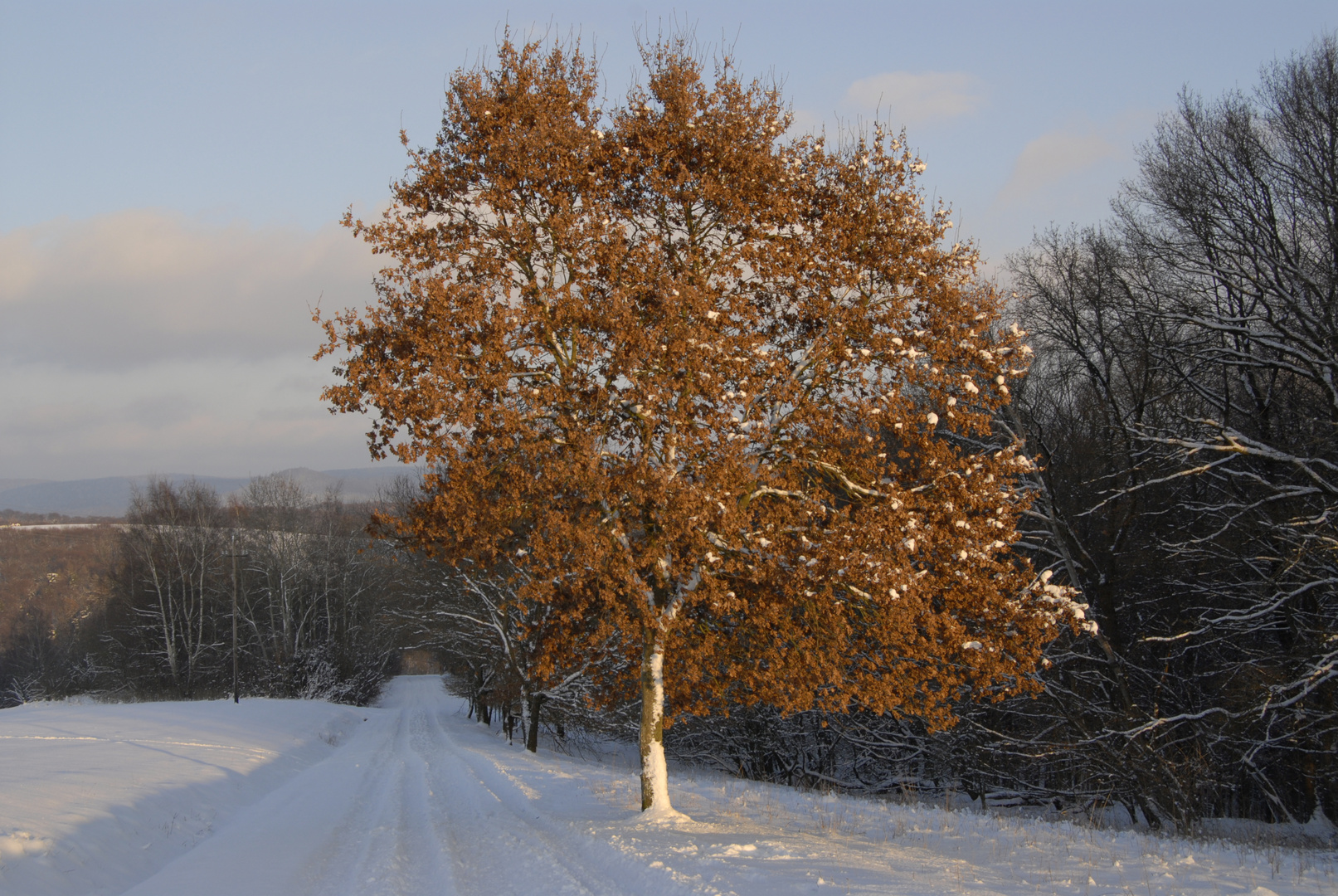 ..ich zeige auch noch im Winter Farbe