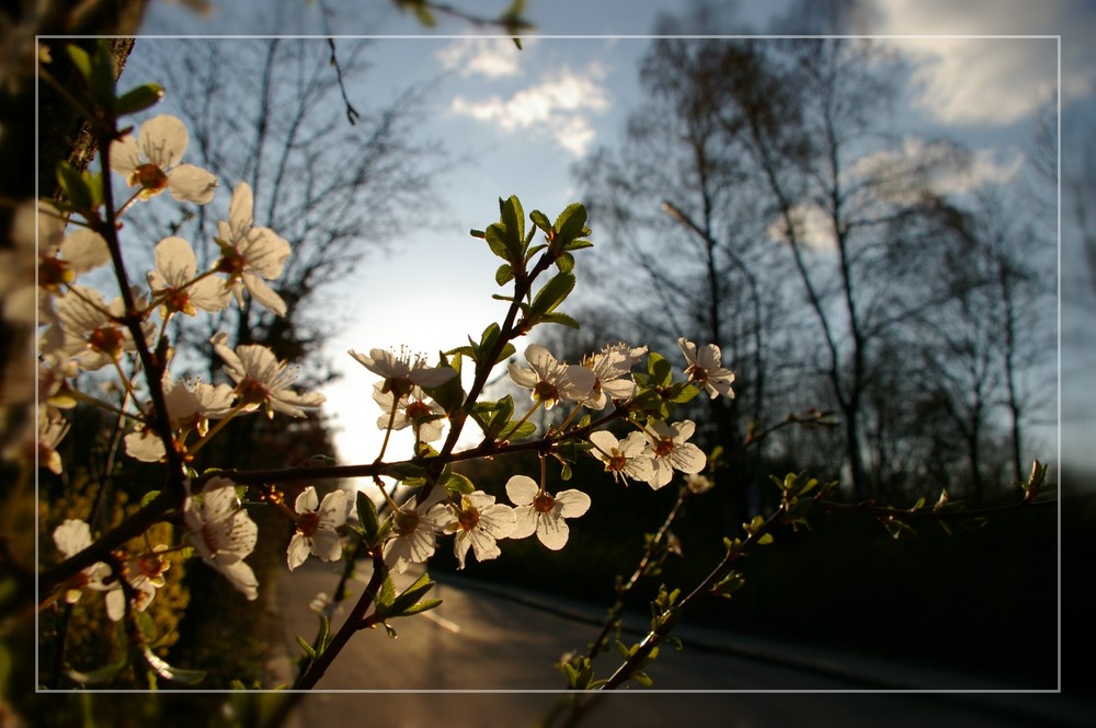 Ich zeige Ihnen Blumen