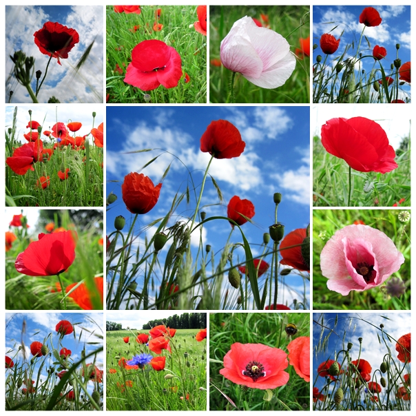 IchLiebeMohn