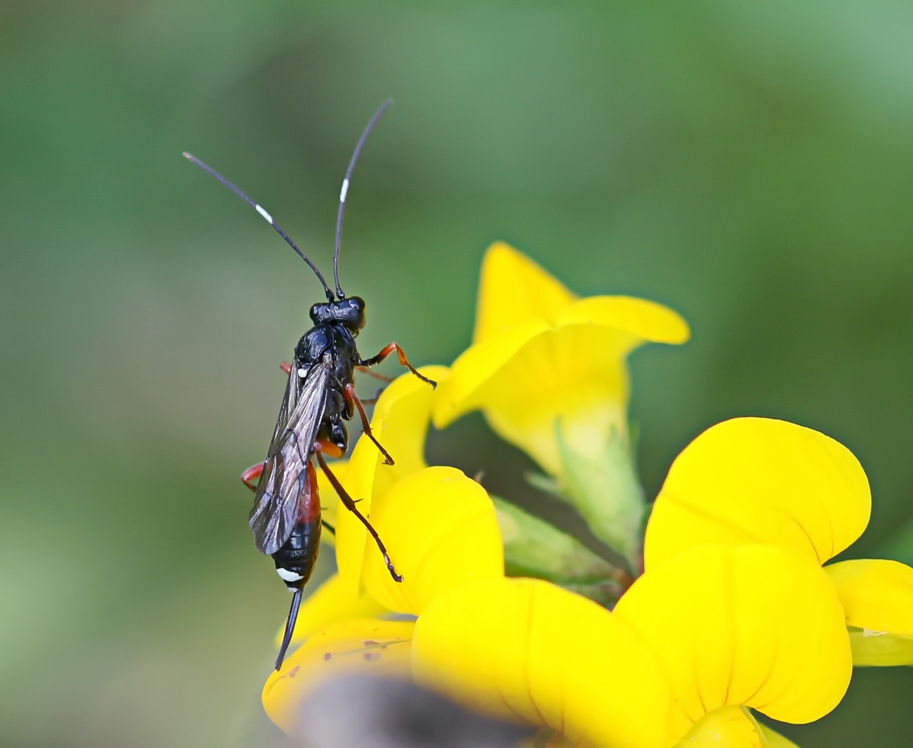 Ichneumon albiger