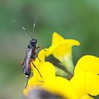 Ichneumon albiger