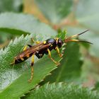 Ichneumon cf. suspiciosus 