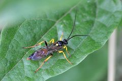 Ichneumon confusor