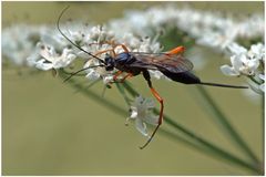 Ichneumon, Cryptine