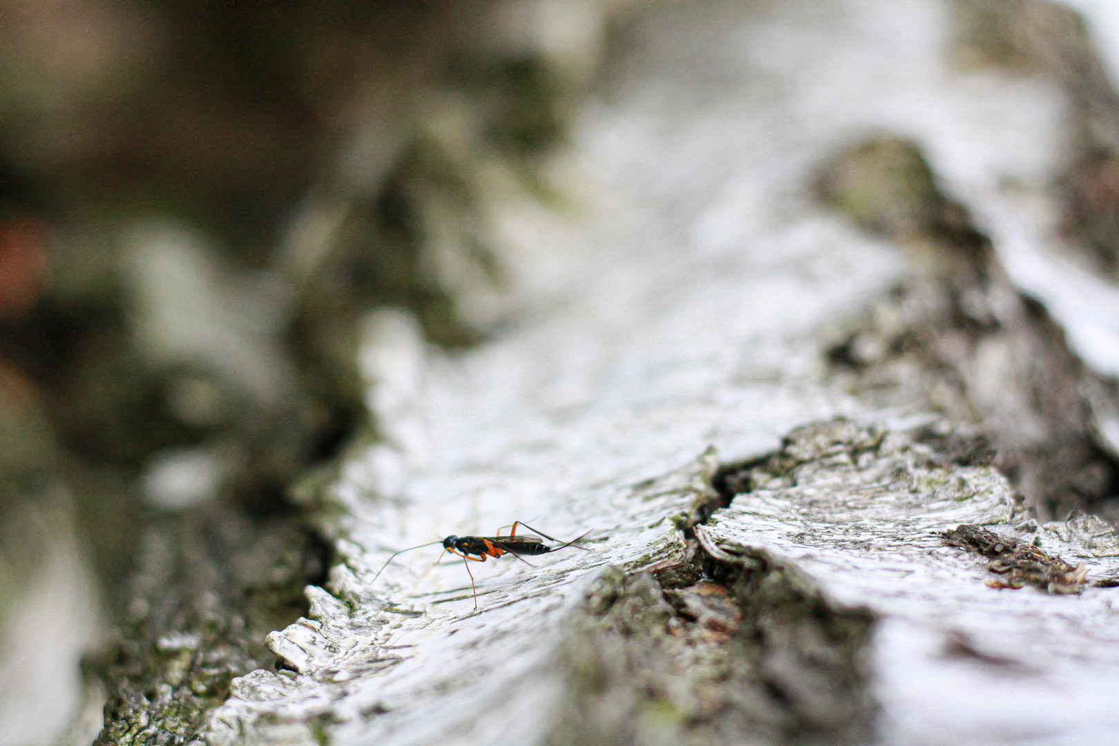 Ichneumon fly