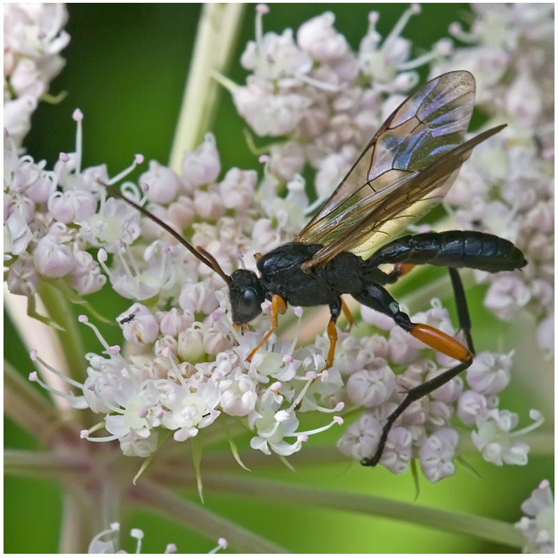 Ichneumon (sp)