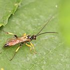 Ichneumon sp.